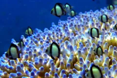 On a healthy coral reef, fish (as well as many other organisms) thrive. Not only are reefs beautiful, but they are also critical to ocean health and human livelihoods.