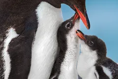a gentoo penguin with two chicks