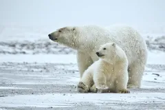 A polar bear and its cub in Arctic National Wildlife Refuge, Alaska. 