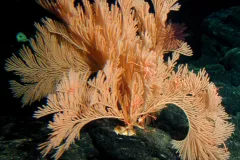 The branches of a primnoid coral in the genus Calyptrophora provide a habitat for galathaoid crabs.