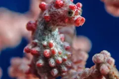 Pygmy Seahorse Blends Into its Environment