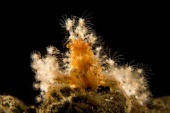 A crab with numerous 