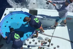 The RECOVER team fishes for wild mahi mahi to tag.
