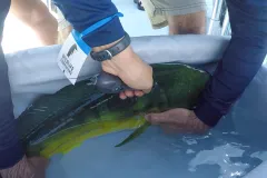 Mahi mahi with tag