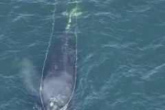 This is North Atlantic right whale #3333 who was spotted with fishing gear trailing from his mouth during an aerial survey off the coast of Georgia on January 29, 2008.