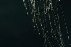 This colony of <em>Rosacea</em> may look like a single jellyfish, but it is actually a large group of smaller siphonophores clustered and living together.