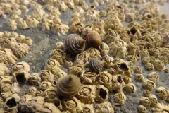 Rough periwinkles sit on a bed of barnacles. 