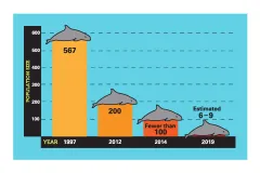 A graph showing the population decline of vaquitas from 1997 to 2019. In 1997, there were 567 vaquitas. In 2012, there were 200. By 2014 there were fewer than 100, and by 2019 there was an estimated 6 to 9 vaquitas left.