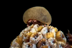 A crab sits on a coral with a sponge covering its head