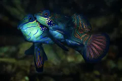 Two bright blue mandarine fish mating