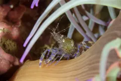 A shrimp lives in an anemone