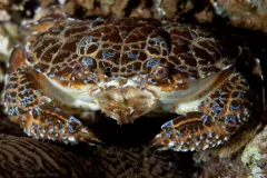 A crab with blue coloration
