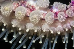 Close-up image of white starfish feet. 