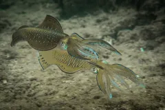 Two squid mating