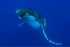 A humpback whale