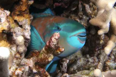 A blue parrotfish hides among coral.