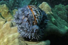 Tiger cowry