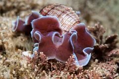 A sea slug with a rose shell