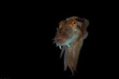 An octopus in the open ocean