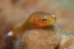 A clingfish