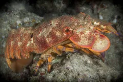 A slipper lobster