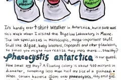 Cartoon t-shirts with got plankton.