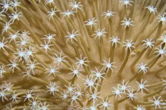 A soft, yellow coral