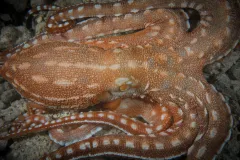 An orange and white octopus sits on the bottom of the ocean.
