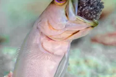 A yellow-headed jawfish with brood