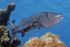 Close-up image of a silver-colored barracuda swimming past corals. 