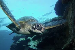 A sea turtle swims with its arms wide. 