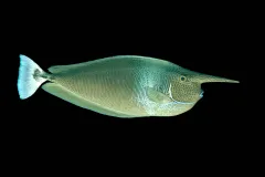 A Spotted Unicorn Fish