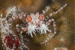 A pink, white and black colored boxing crab holds two anemones in its claws. 