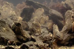 oysters underwater