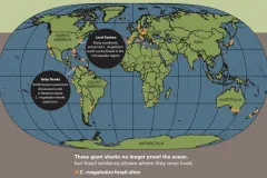 A map of where megalodons lived