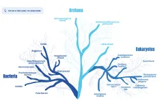 A tree that shows the different relationships between bacteria, archaea, and eukaryotes. 