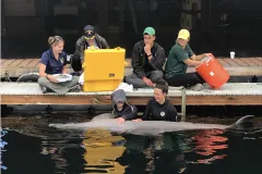 two veterinarians listen to a dolphins heart next to a dock