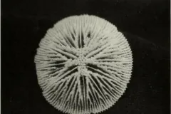 a skeleton of a button coral that looks like a snow flake