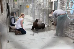 Leftwich and her team have spent hours filming captive sea lions at Smithsonian’s National Zoo, trying to get clear video footage of the animals clapping so they can examine the way their flippers move from frame to frame. 