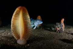 A blue cod and sea pens, a unique type of cnidarian, speckle the seafloor in New Zealand's Fiordland region.