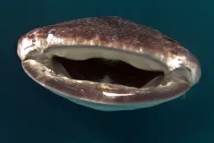 A look into a whale shark mouth. 