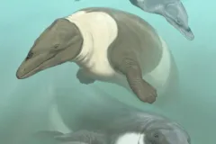 Offshore Peru, during the Eocene (~56-34 million years ago), showing two archaeocetes (ancient whales): Ocucajea picklingi and Supayacetus muizon.