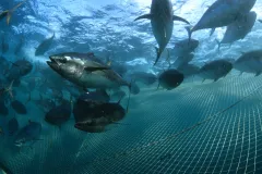 An underwater photo of Southern Bluefin Tuna swimming above a fish farm net. 