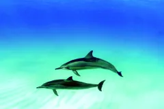 spinner dolphins in Hawaii