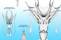 A size comparison chart of a variety of squid species. 