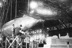 workers work on the blue whale cast