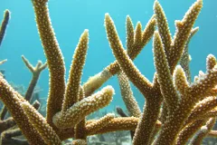 Staghorn Coral