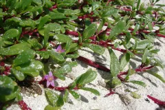 a succulent plant with small purple flowers in sand