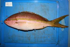 A yellowtail snapper lays on a blue cutting board where it is measured. 