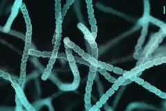 A stained close up of a microbe